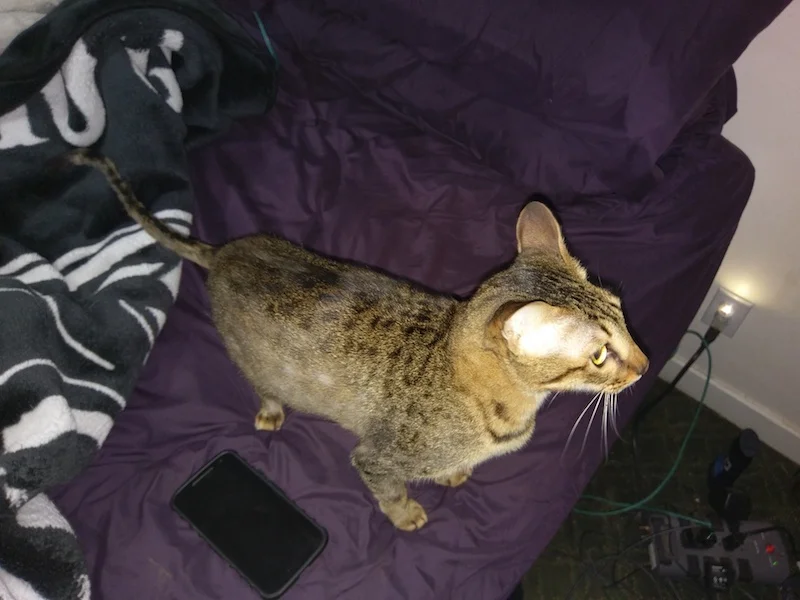 F6 Savannah Erin standing on dad's chair