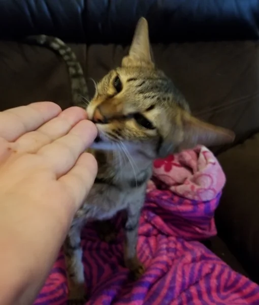 A1Savannahs F6 Erin sniffing dad's hand