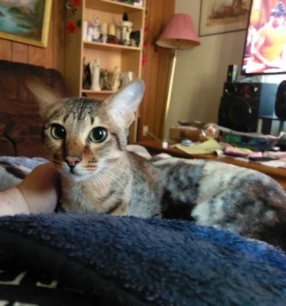 Nothing like snuggles with dad on his lap for A1Savannahs F6 Erin