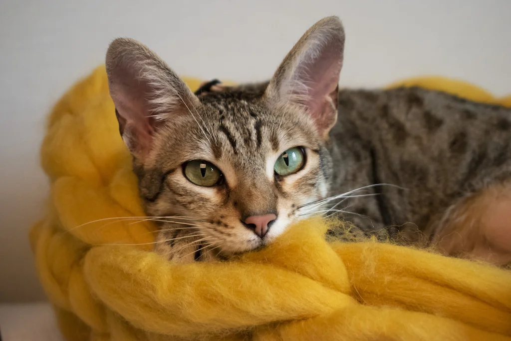 Cat Bed 2_6.jpg