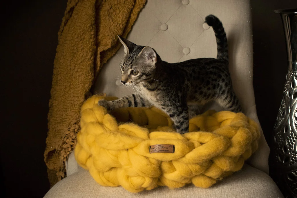 Cat Bed 3_10.jpg