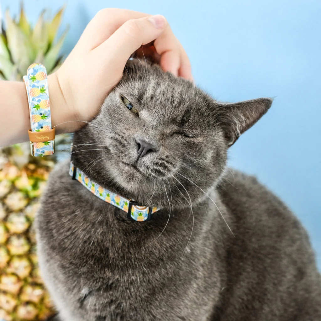 Pine-ing For You - 4.jpg