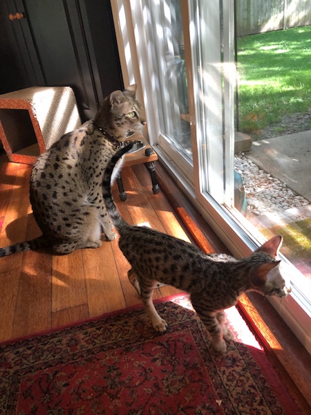 F6 Lex and F2 Loki admiring the view out the backdoor