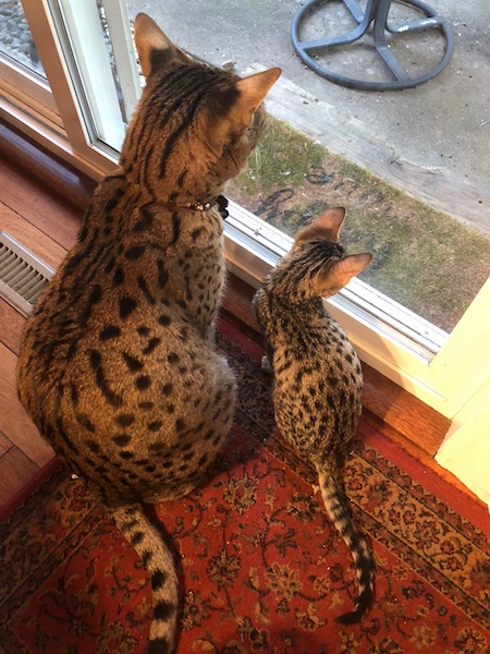 F6 Lex and F2 Loki are Bird watching from the backdoor