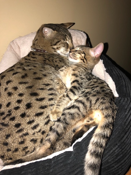 snuggle time for both F2 Loki and F6 Lex