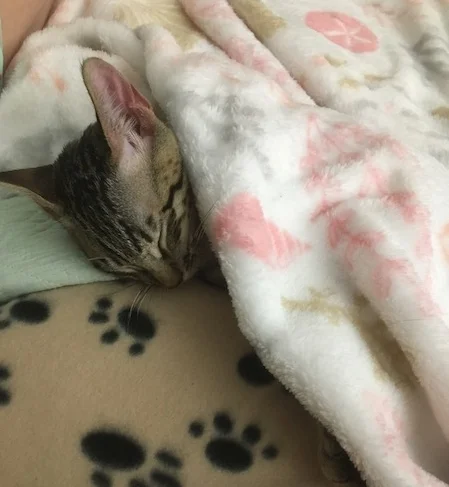 Nap time for F6 Coby