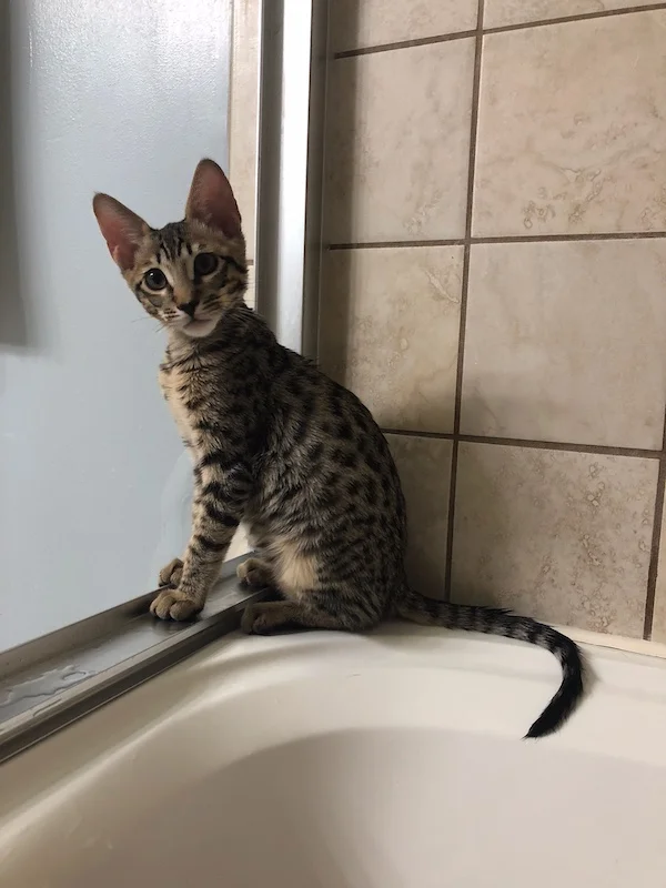 A1Savannahs F6 Lex checking out the bathtub