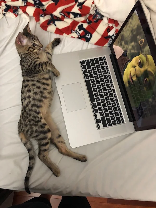 F6 Lex watching Shrek on a laptop