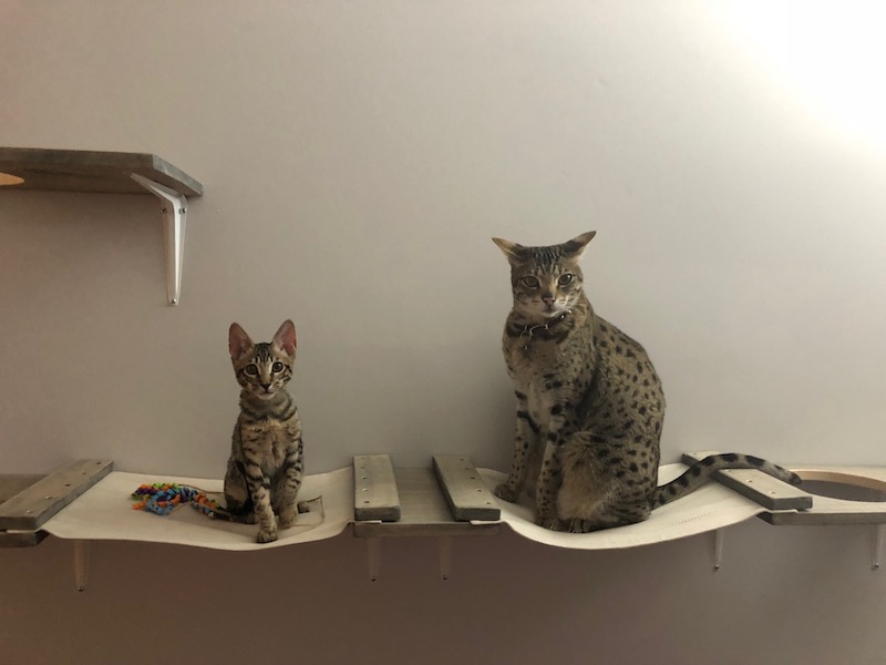 A1Savannahs F6 Lex sitting next to his big brother A1Savannahs F2 Loki