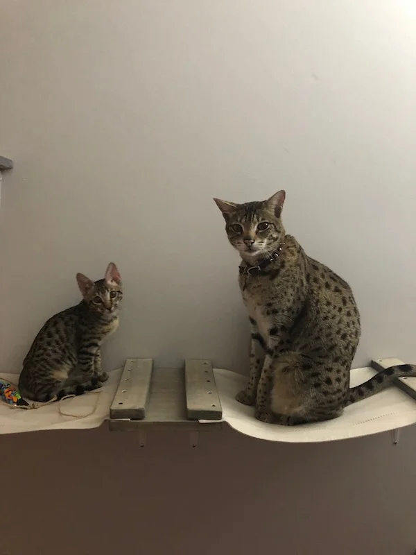 A1Savannahs F2 Loki and F6 Lex hanging out on the cat furniture