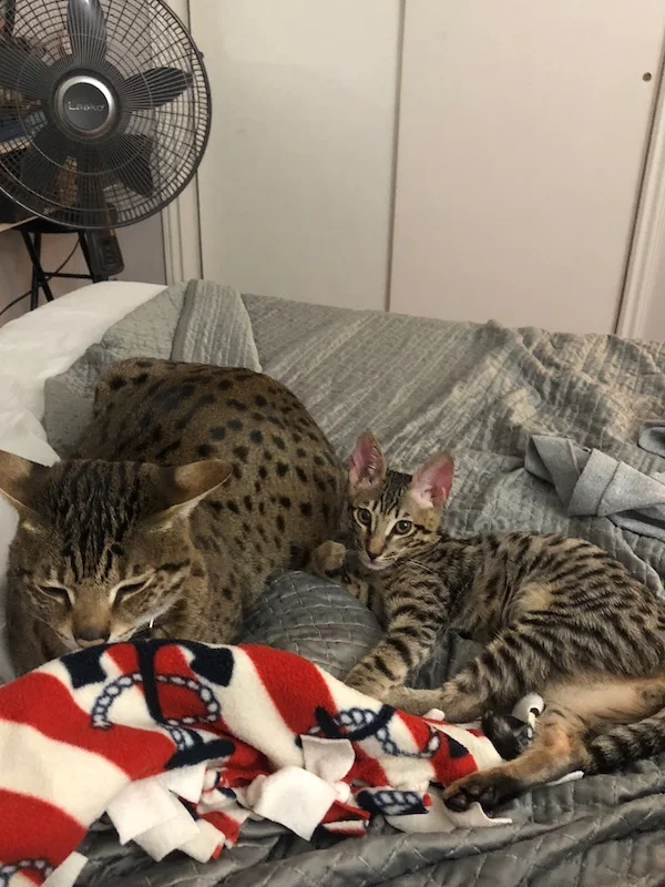 snuggle time for F6 Lex and F2 Loki