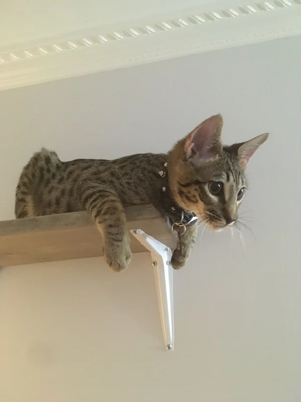 F6 Lex watching from high ground