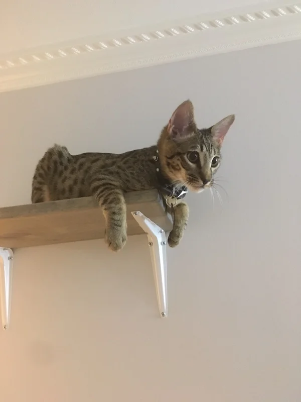 A1Savannahs F6 Lex loves to climb to the top of his cat furniture