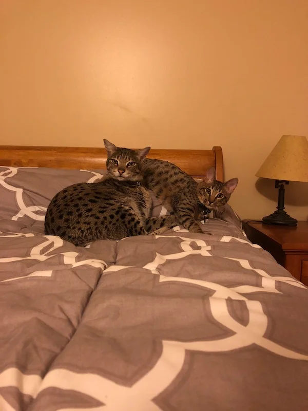 time to get comfy on the bed for with F2 Loki and F6 Lex