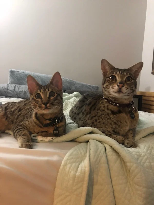 snuggle time for the two brothers, f6 Lex and F2 Loki