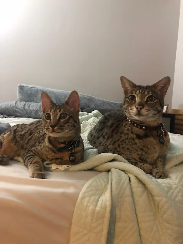 F6 Lex always next to his brother F2 Lex