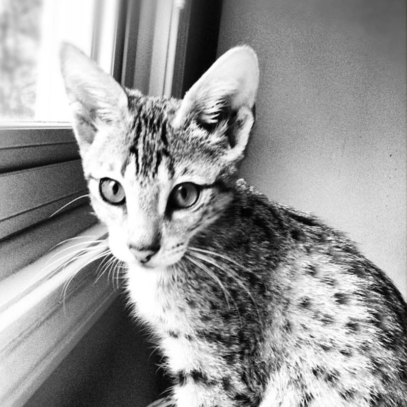 A1Savannahs F2 Loki looking out the window