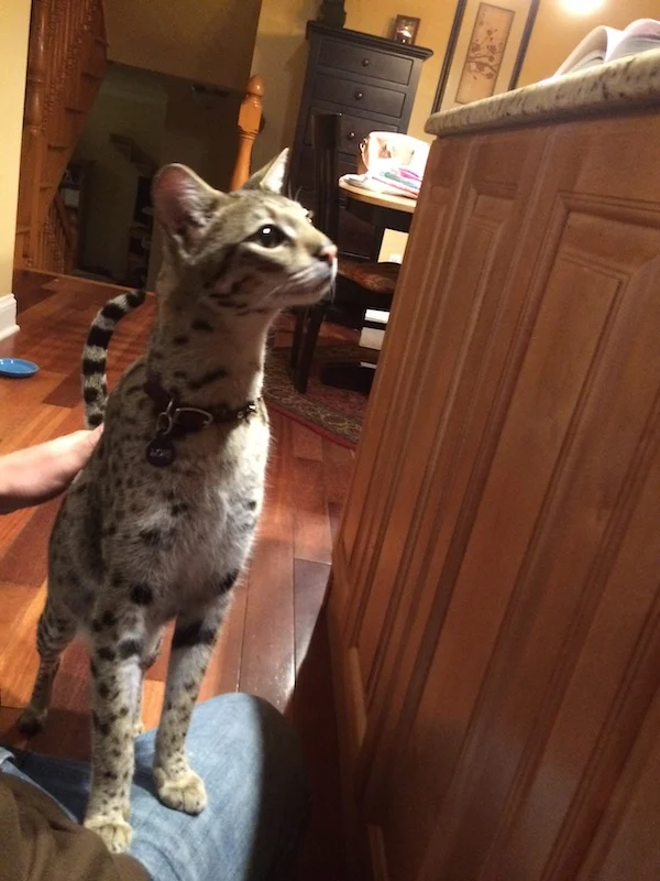 F2 Loki wondering what is on that counter