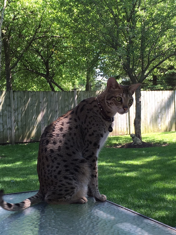 A1Savannahs F2 Loki sitting on the patio table