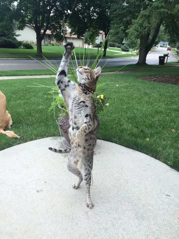 F2 Loki loves playtime outside on the patio