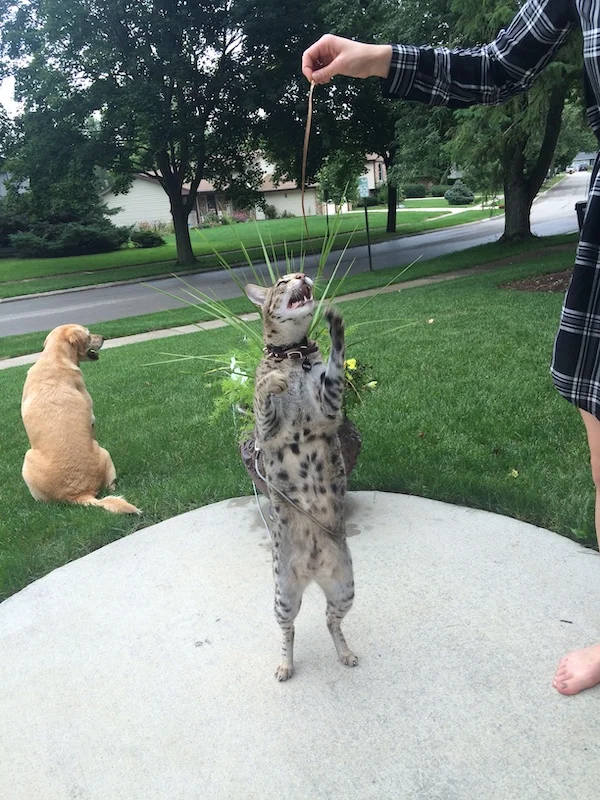 A1Savannahs F2 Loki loves to play on the back patio