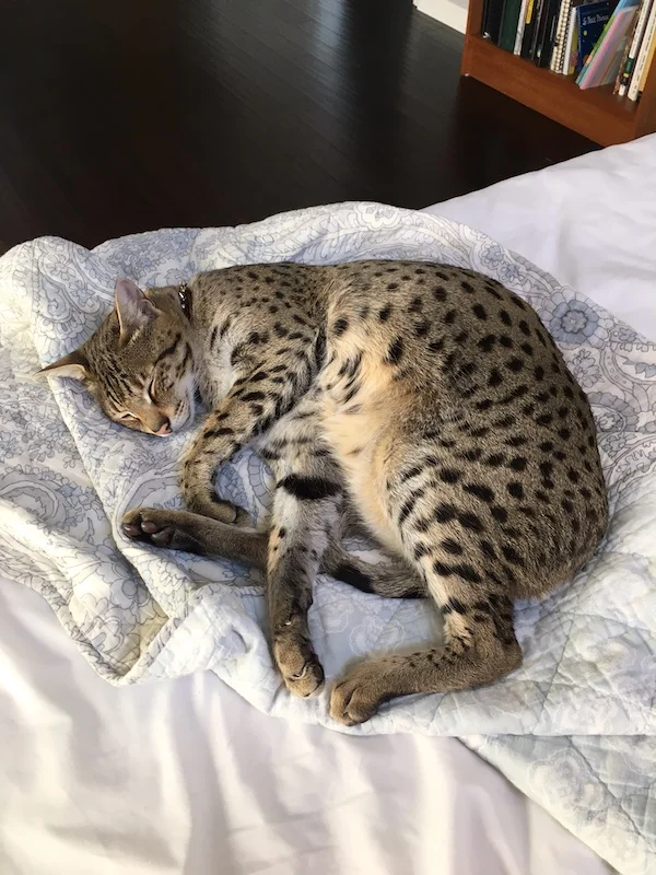 Mid day nap for F2 Loki on the bed