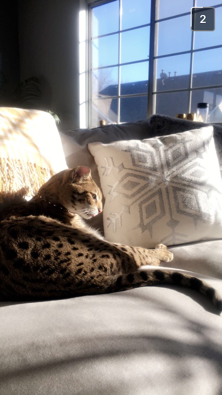 F2 Loki basking in the sun resting on the sofa