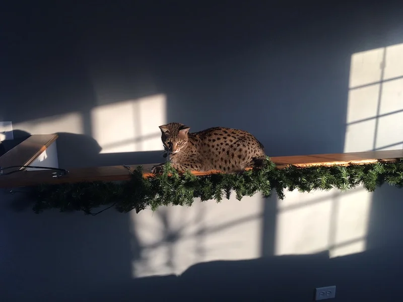 F2 Loki enjoying his day