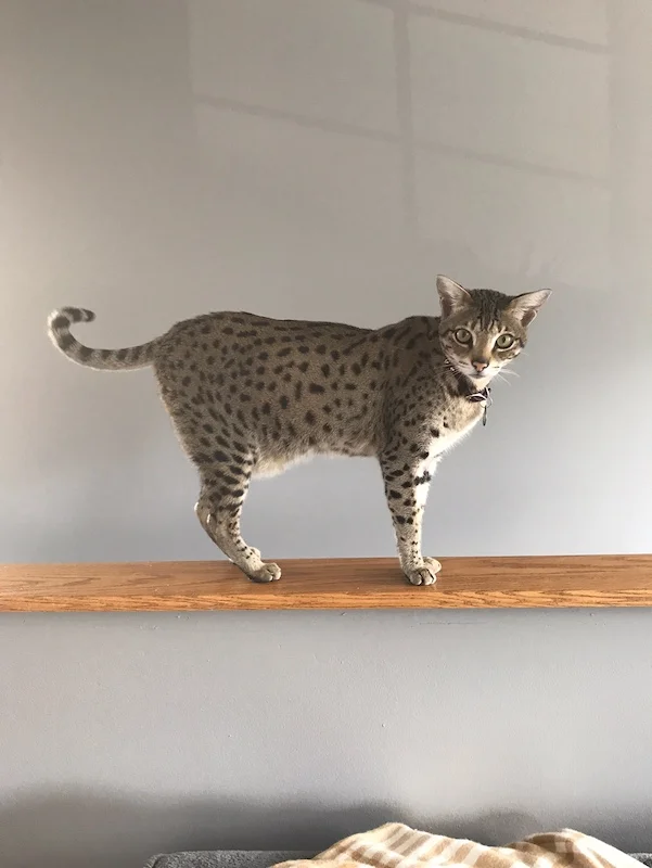 F2 Loki standing tall and proud on his cat furniture