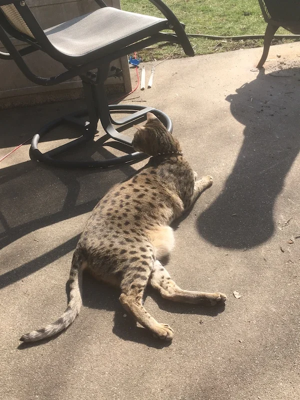 A1Savannahs F2 Loki enjoying the outdoors