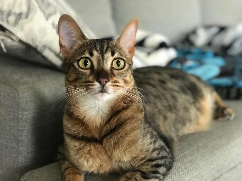 F5 Flash all stretched out on the sofa