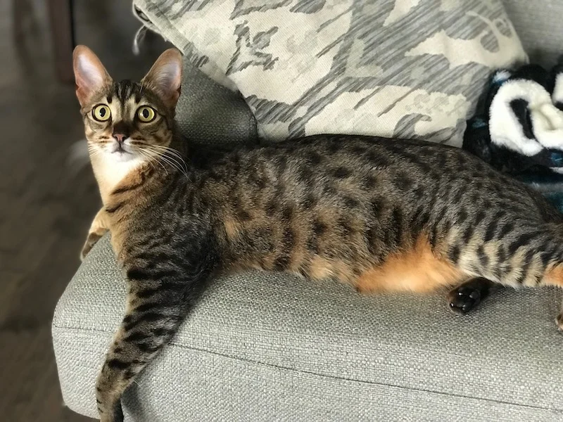 Happy and relaxed, F5 Flash loving his life