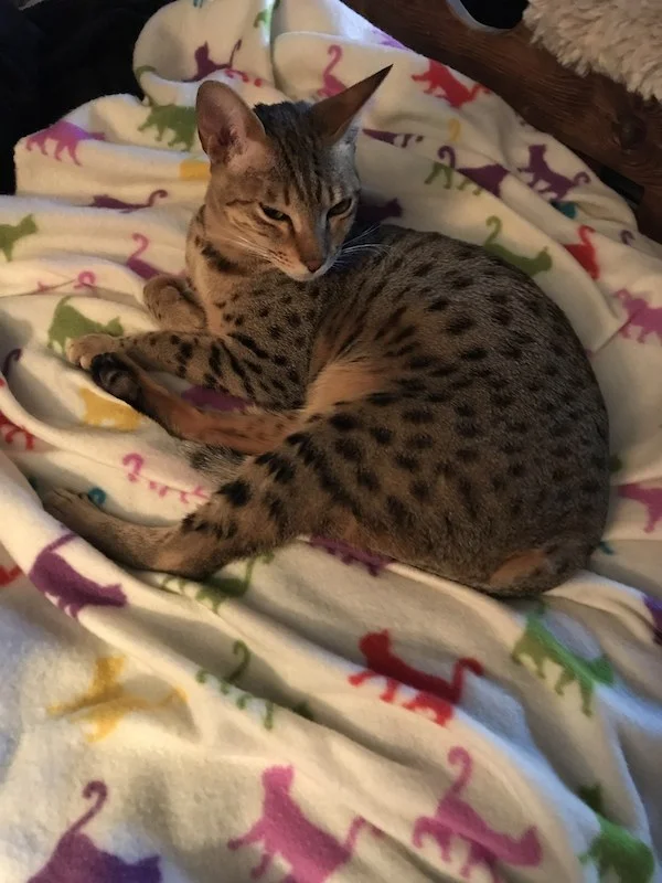 SBT Zenda ready for snuggles in bed