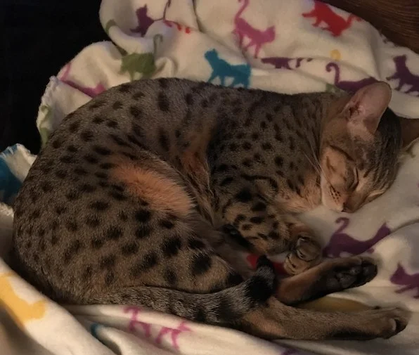 A1Savannahs SBT Zenda napping