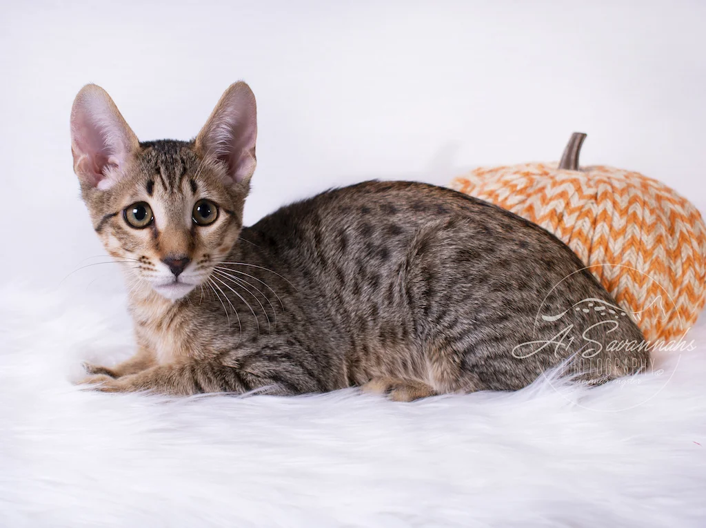 A1Savannahs Ronan is a F6 SBT Savannah Male Kitten