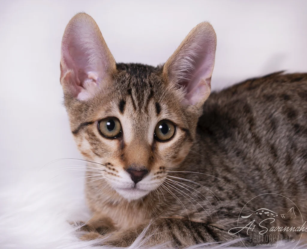 A1Savannahs Ronan is a F6 SBT Savannah Male Kitten
