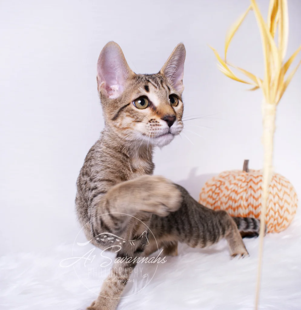 A1Savannahs Ronan is a F6 SBT Savannah Male Kitten