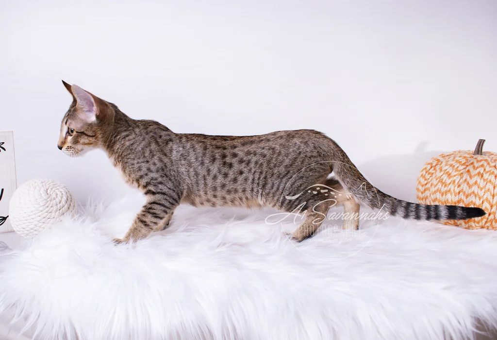 A1Savannahs Ronan is a F6 SBT Savannah Male Kitten