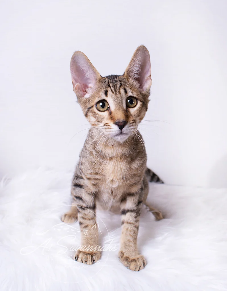 A1Savannahs Ronan is a F6 SBT Savannah Male Kitten