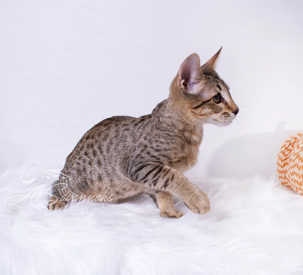 A1Savannahs Ronan is a F6 SBT Savannah Male Kitten
