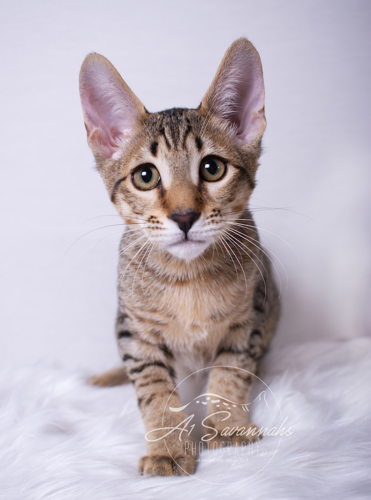 A1Savannahs Ronan is a F6 SBT Savannah Male Kitten