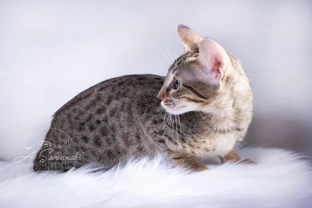 With that dark nose and her big ears Roxi is a true Savannah Cat