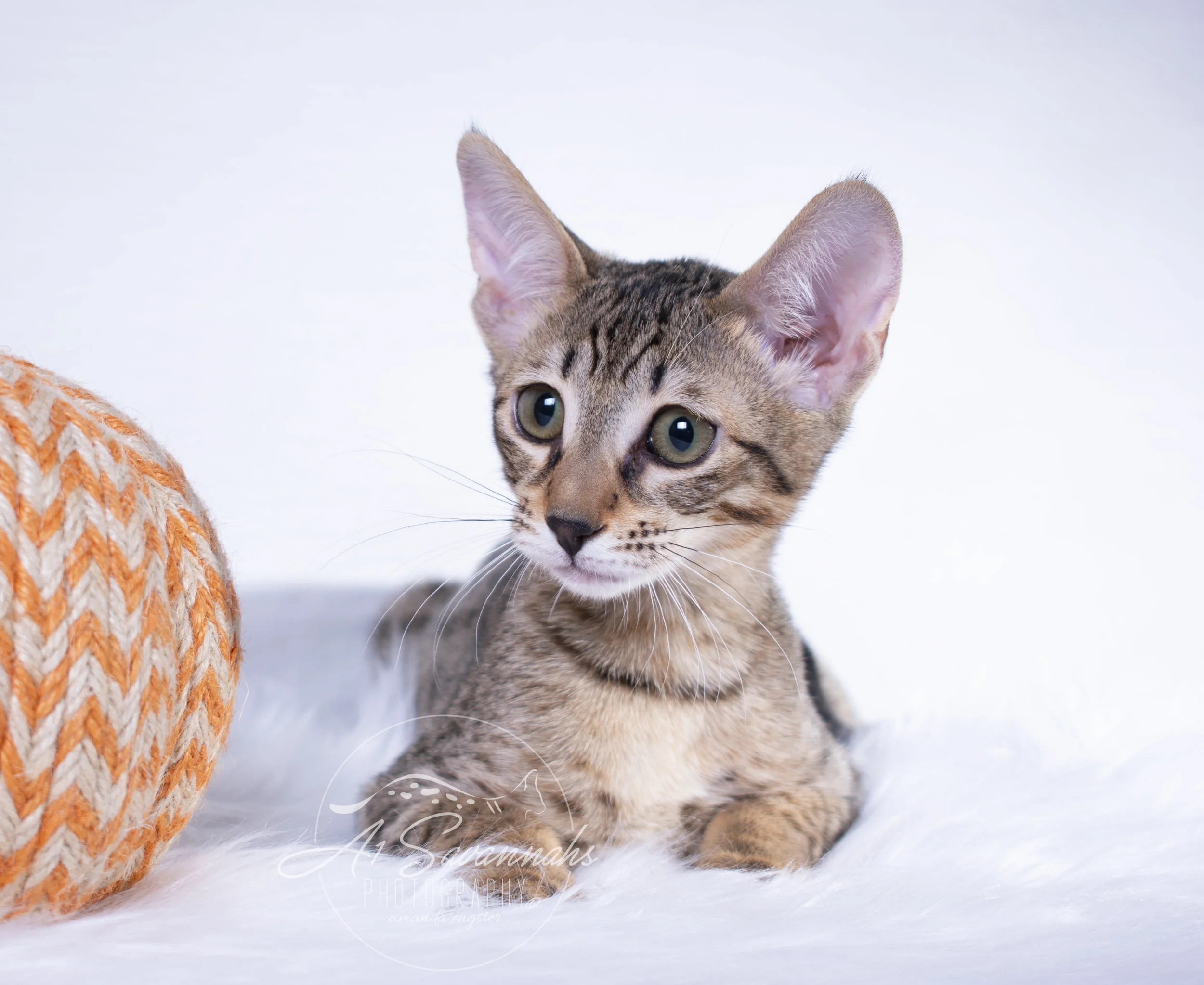 A1Savannahs Roxi is a Female Savannah Kitten