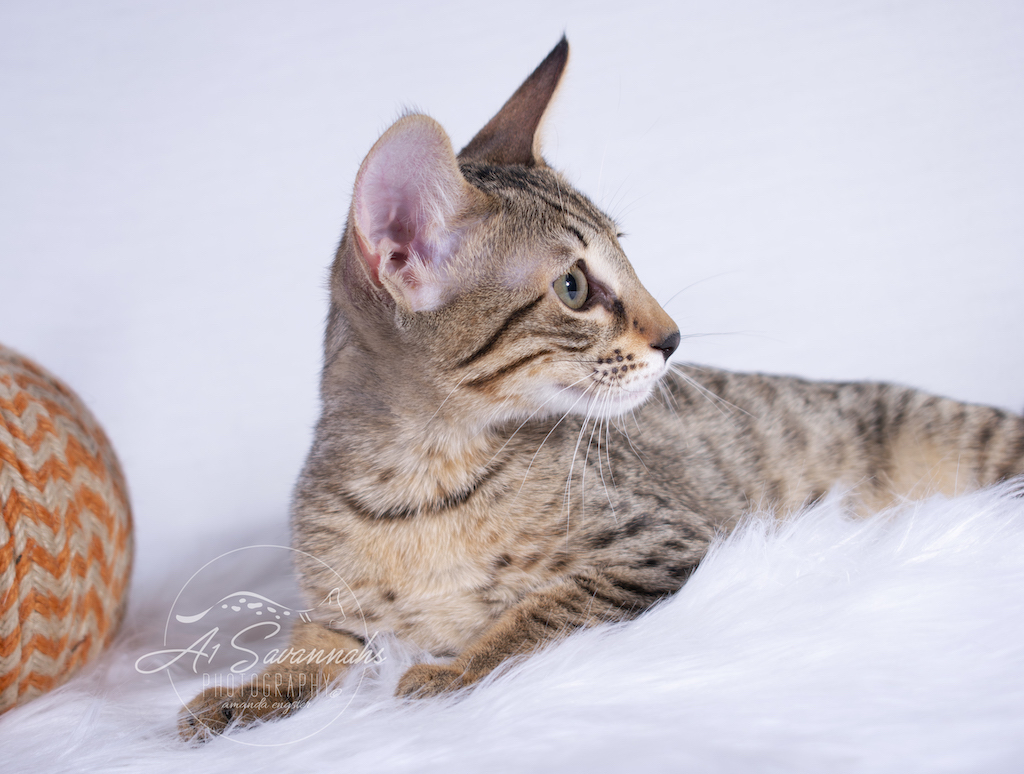A1Savannahs Roxi is an SBT Savannah Female Kitten with beautiful facial markings