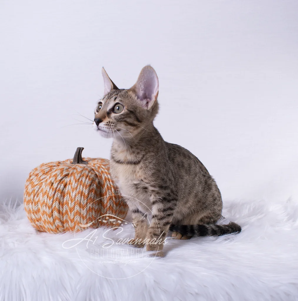 A1Savannahs Roxi is a F6 SBT Savannah Female