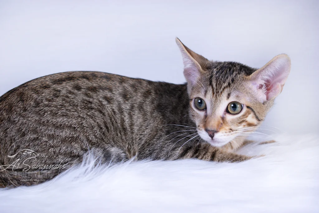 A1Savannahs Rayne is a F6 SBT Savannah Kitten Female