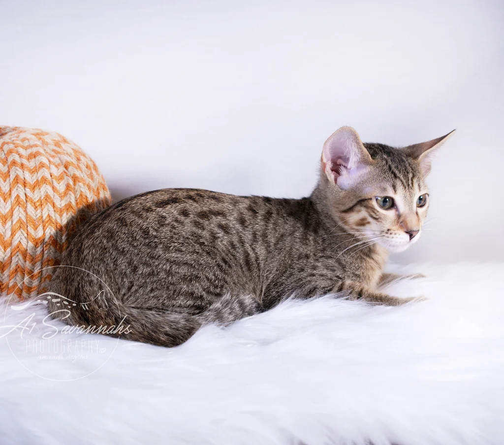 Rayne is a beautiful F6 SBT Kitten from A1Savannahs. The Origninal Founder of the Savannah Cat Breed 