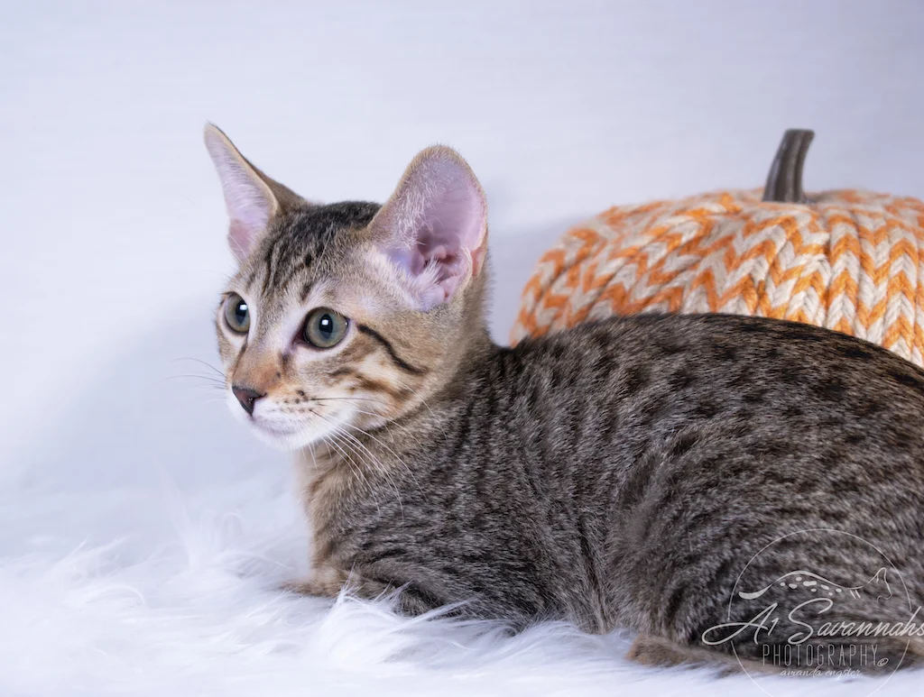 A1Savannahs Rayne is a F6 SBT Savannah Kitten Female