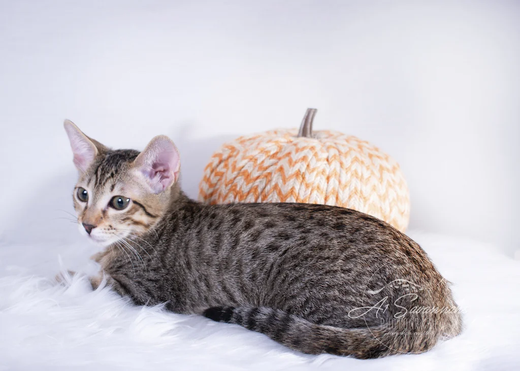 Rayne is a beautiful F6 SBT Kitten from A1Savannahs. The Origninal Founder of the Savannah Cat Breed 