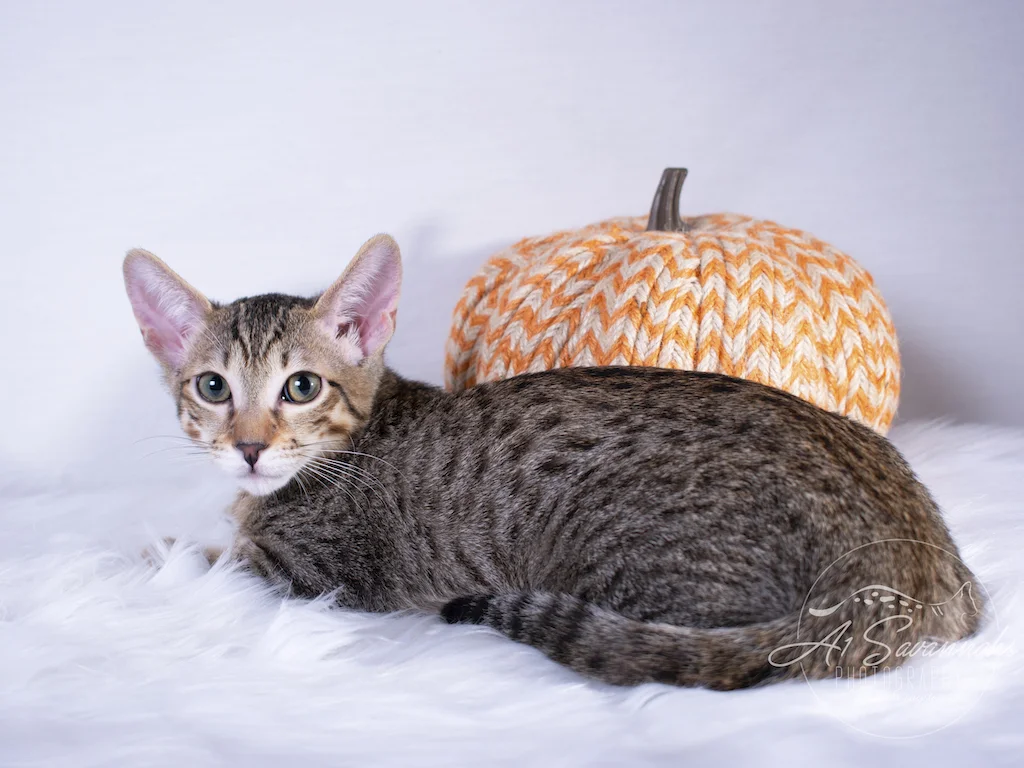 Rayne is a beautiful F6 SBT Kitten from A1Savannahs. The Origninal Founder of the Savannah Cat Breed 